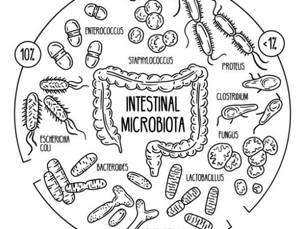 Our Gut Health briefly&nbsp;explained